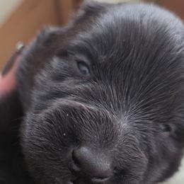 Belgian Malinois and Belgian Sheepdogs from Chaland