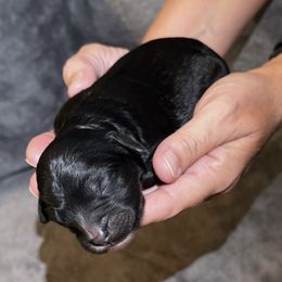 Pink girl - Black female Bernedoodle puppy in Moore, Oklahoma from 4P’s Doodles