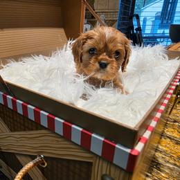 Happy - Ruby male Cavalier King Charles Spaniel puppy in West Valley, Utah from Criddle Mountain Cavaliers