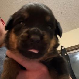 Red girl - Black and mahogany female Rottweiler puppy in Colorado Springs, Colorado from Von Locher Rotties