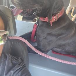 Xena - Black female Great Dane puppy in Perham, Minnesota from Steel Horse Kennels Inc