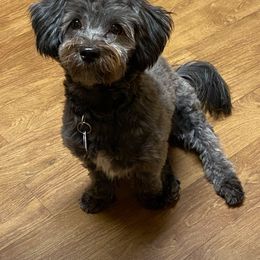 Cookie - Havanese