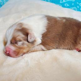 Bing - Red merle male Australian Shepherd puppy in Olympia, Washington from Echelon Australian Shepherds