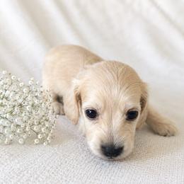 Ginger - Cream female Dachshund puppy in Sebring, Florida from Mini Weenies