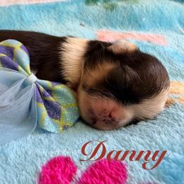 Boy 2 - Red and white male Shih Tzu puppy in Hemet, California from Aloha Shih Tzu