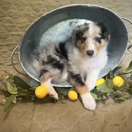 Prince Charming - Blue merle male Collie puppy in Chilhowie, Virginia from Jolly Collies & Kingdom Elite Yorkshire Terriers