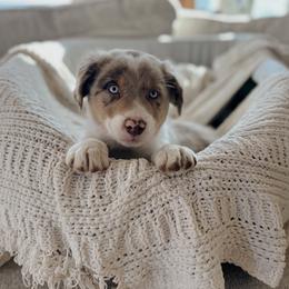 Australian Shepherd Puppies from Canyon River Aussies