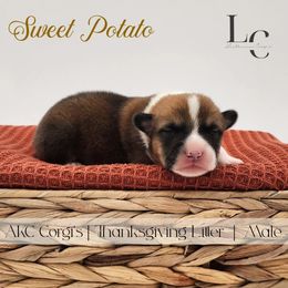 Sweet Potato - Red male Pembroke Welsh Corgi puppy in Pine Village, Indiana from NL Horsemanship