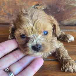 Daphne - Apricot female Cavapoo puppy in Lebanon, Kentucky from Mosaic Merle Doodles