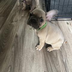 French Bulldog Puppies from DDV French Bulldogs