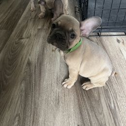 French Bulldog Puppies from DDV French Bulldogs