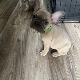 French Bulldog Puppies from DDV French Bulldogs