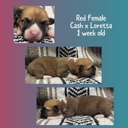 Red female - Red female Pembroke Welsh Corgi puppy in Stephenville, Texas from Rising JM Pembrokes