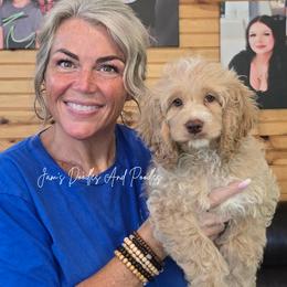 Peter Pan - Buff and white male Cockapoo puppy in Cleveland, Georgia from Jam's Doodles And Poodles