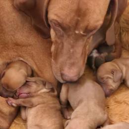 Pups aren't named - male Vizsla puppy in Livingston, Texas from Bravo! Vizslas
