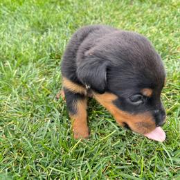 Grape - Black and rust female Rottweiler puppy in Eagle Mountain, Utah from Woolley Darlings