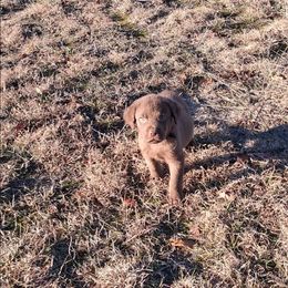 Black collar - Brown male Chesapeake Bay Retriever puppy in Michigan from Blackwood Chesapeakes