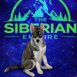 Fortune - Sable and white female Siberian Husky puppy in Knoxville, Tennessee from The Siberian Empire