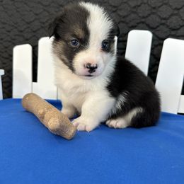 Astro - male Pembroke Welsh Corgi puppy in Hillsboro, Missouri from Crawford Ranch Canines