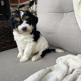 Mimi - Tri-color female Bernedoodle puppy in Holtwood, Pennsylvania from Country Ridge Puppies