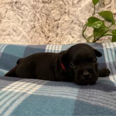 Red Collar Female - Black and white female Staffordshire Bull Terrier puppy in Princeton, Minnesota from Thor’s Beagles & Maha’s Staffy