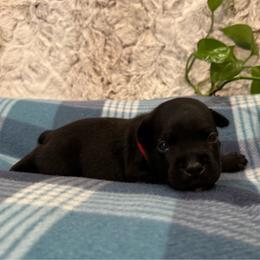 Red Collar Female - Black and white female Staffordshire Bull Terrier puppy in Princeton, Minnesota from Thor’s Beagles & Maha’s Staffy