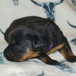 Girl 2 - Black and mahogany female Rottweiler puppy in Ethel, Washington from Titanenheim Rottweilers