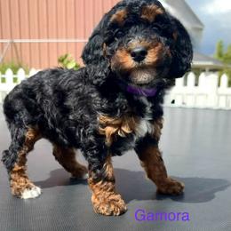 Gamora - Phantom female Poodle puppy in Henefer, Utah from Mountain Valley Poodles