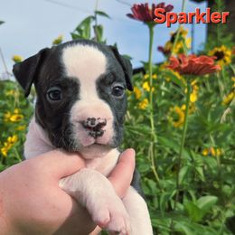 Sparkler - Brown brindle male American Staffordshire Terrier puppy in Clintwood, Virginia from SkyBlue Kennel