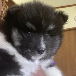 Pomskies from Brooks’ Pomskies