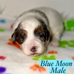 Blue Moon - Merle male Australian Labradoodle puppy in Beecher, Illinois from Erica’s Doodles