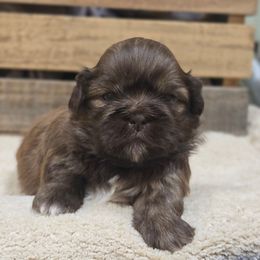 Bentley - Liver male Shih Tzu puppy in Mountain Grove, Missouri from Precious Puppies