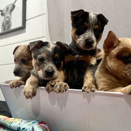 Australian Cattle Dog Puppies from 4Surge Cattle Dogs