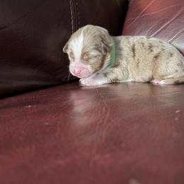 Bonnie - Red merle female Miniature American Shepherd puppy in Terryville, Connecticut from Spirited Aussies