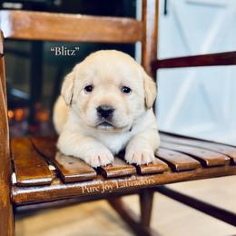 Blitz - Yellow female Labrador Retriever puppy in Cinebar, Washington from Pure Joy Labradors