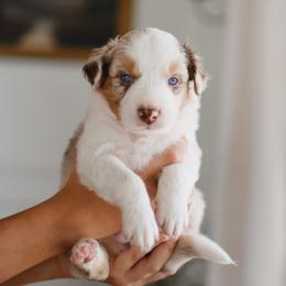 Boy 2 - male Australian Shepherd puppy in Bertram, Texas from Sky to Haven Aussies