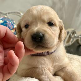 Sophie - Light golden female Golden Retriever puppy in Doniphan, Missouri from Stockford’s Golden Retrievers