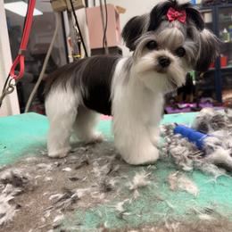 Cavapoo, Goldendoodle, Morkie, and Shihpoo All Grown Up from Jenny La Bone