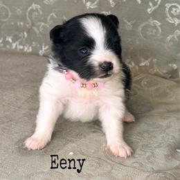 Eeny - Black parti female Pomeranian puppy in Lexington, Oklahoma from BooneDox Miniature Dachshunds
