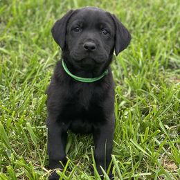 Green Collar - Labrador Retriever puppy in Mansfield, Missouri from Labradors of Moxley Meadow