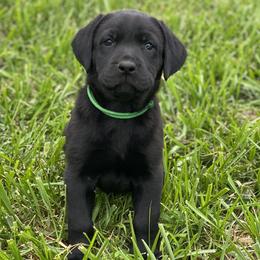Green Collar - Labrador Retriever puppy in Mansfield, Missouri from Labradors of Moxley Meadow