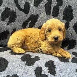 Latte - Apricot male Goldendoodle puppy in Warren, Michigan from Annette Patterson