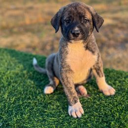 4D On It Boss (Grey) - Brindle male Anatolian Shepherd Dog puppy in Spokane, Washington from 4D Cattle Dogs