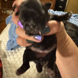 Boy 1 - Black male Shih Tzu puppy in Augusta, Maine from Zulas Shih Tzu of Maine