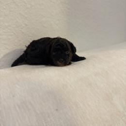 Noir - Black male Poodle puppy in Pasorobles, California from MASION D'AVC