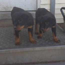 Rottweiler Puppies from Gregory Mulkey's Rottweilers