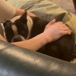 Lexi - Boston Terrier