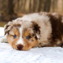 Fuzzy Wuzzy - Red merle Australian Shepherd puppy in Coldwater, Michigan from Northern Star Australian Shepherds