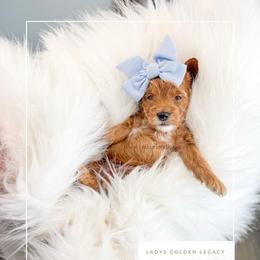 Lottie - Red  female Goldendoodle puppy in Cedar City, Utah from Cedar Doodles- Home of the Teddybear Goldendoodle