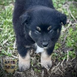 Jolly rancher - Black tri female Miniature Australian Shepherd puppy in El Dorado Springs, Missouri from HP Aussie Kennels
